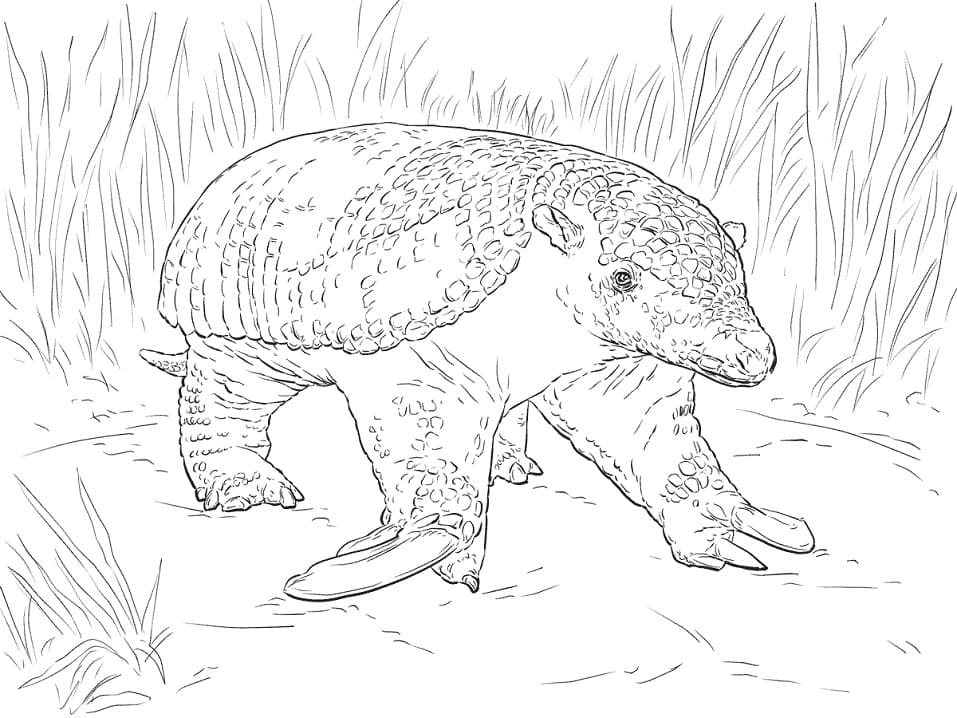 Desenho de Tatu Gigante Realista para Colorir