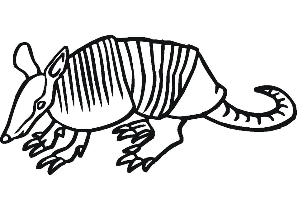 Desenho de Tatu Simples para Colorir