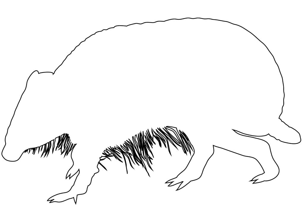Desenho Pdf de Contorno de Tatu para Colorir