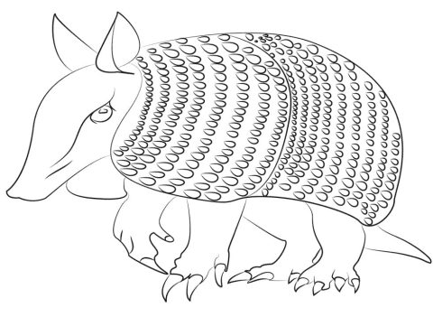 Desenho Realista de Tatu para Colorir A4