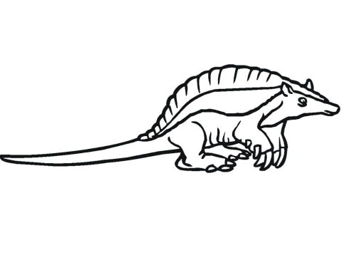 Desenho Tatu Atento para Colorir