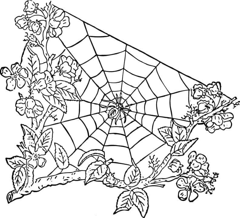 Desenho de Bela Teia de Aranha para Colorir