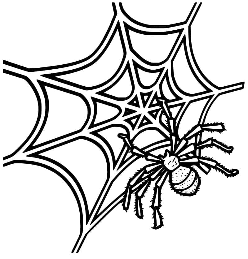 Desenho de Imagem de Teia de Aranha para Colorir