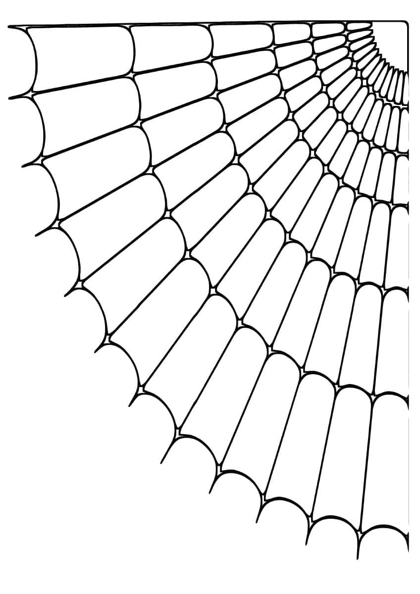 Desenho de uma Teia de Aranha Simples para Colorir