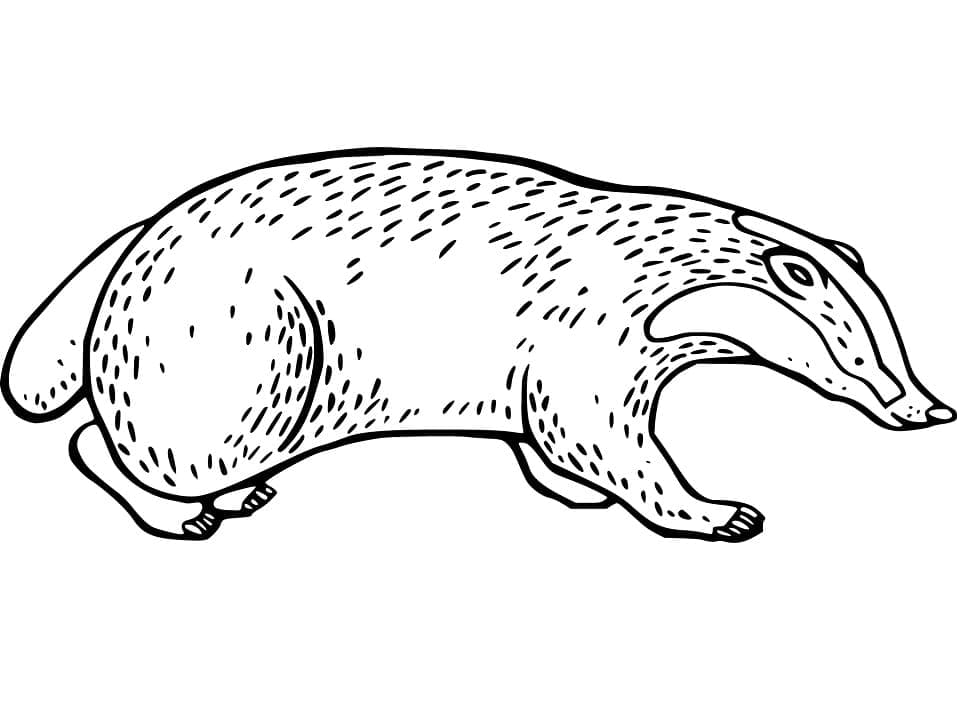 Desenho de Imagem de Texugo para Colorir