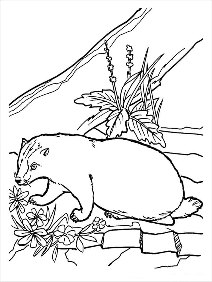Desenho de Texugo e Flores para Colorir