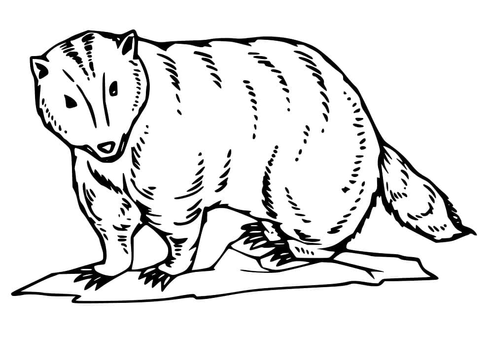Desenho de Texugo em Formato A4 para Colorir