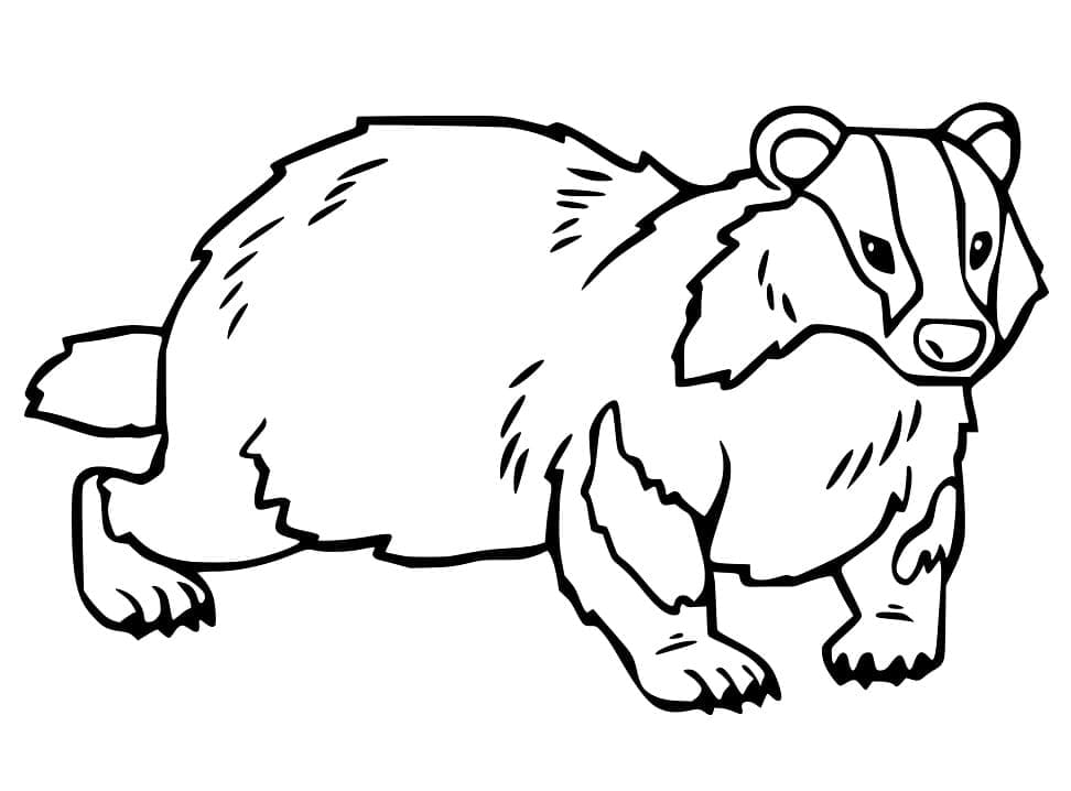 Desenho de Texugo Normal para Colorir