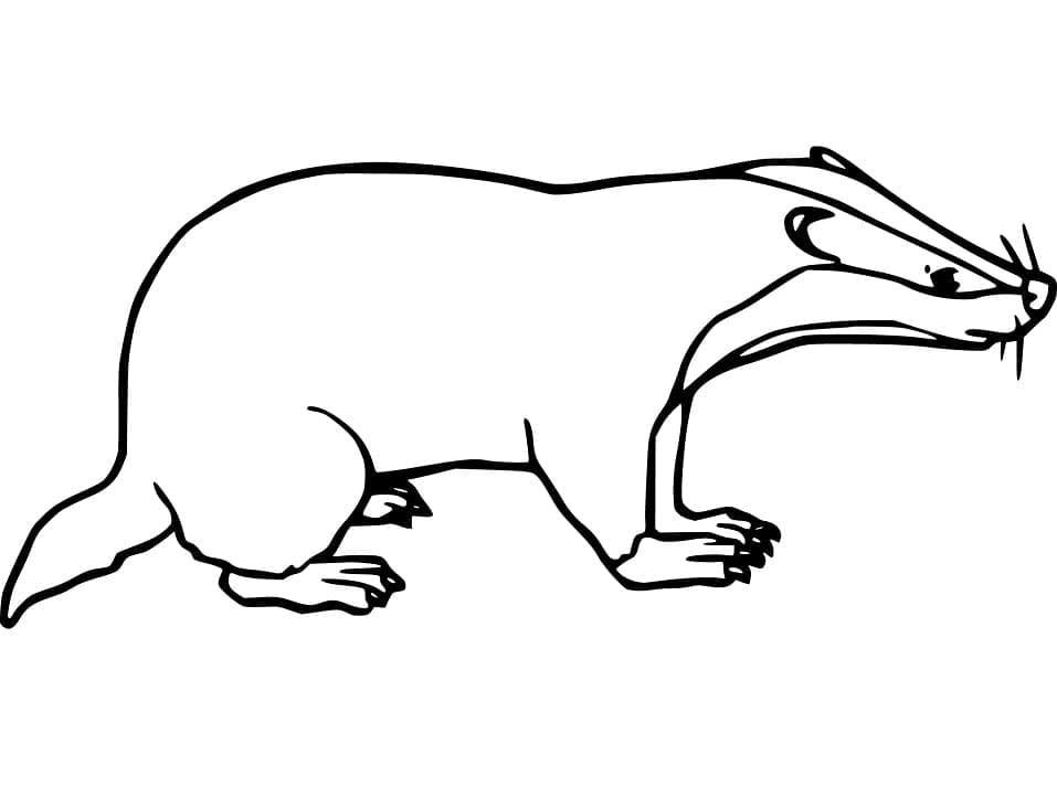 Desenho de Texugo para Colorir com Lápis de Cor
