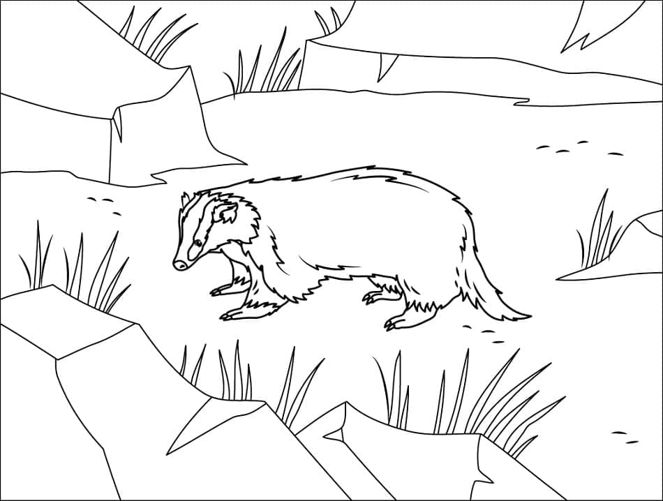 Desenho de Texugo para Crianças para Colorir