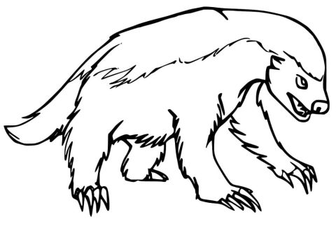 Desenho de Texugo Selvagem para Colorir