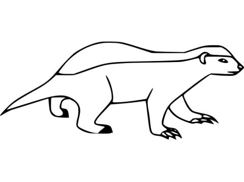Desenho de Um Texugo para Colorir