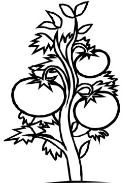 Desenho pé de Tomate para Pintar