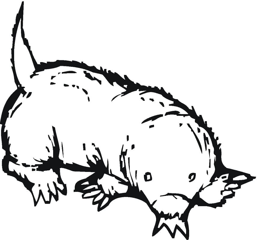 Desenho de Esboço de Toupeira para Colorir