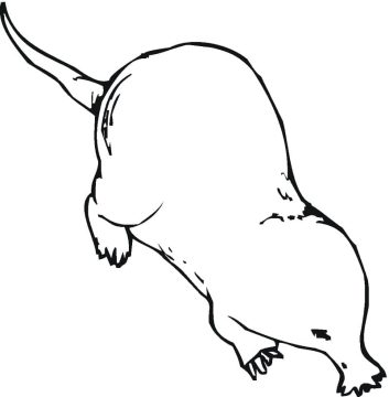 Desenho de Toupeira em Pdf para Colorir Gratuitamente