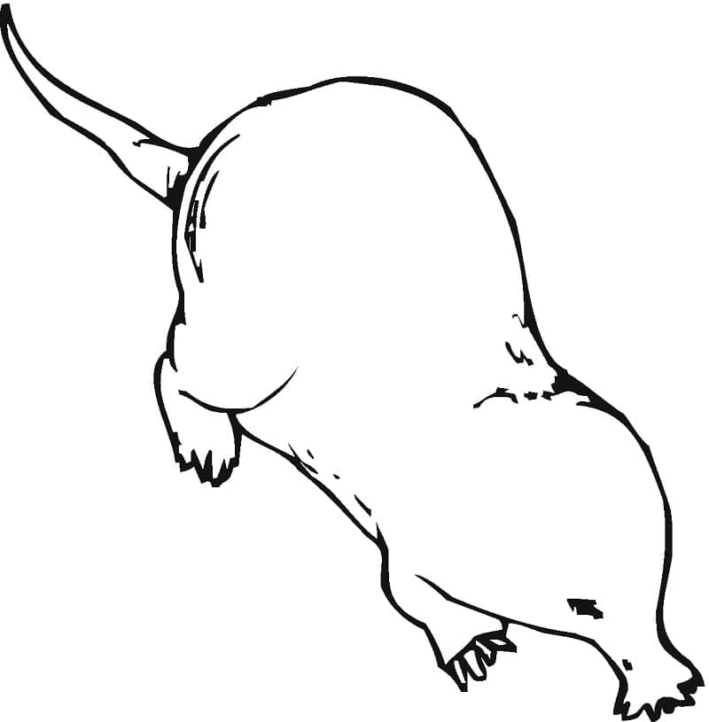 Desenho de Toupeira em Pdf para Colorir Gratuitamente