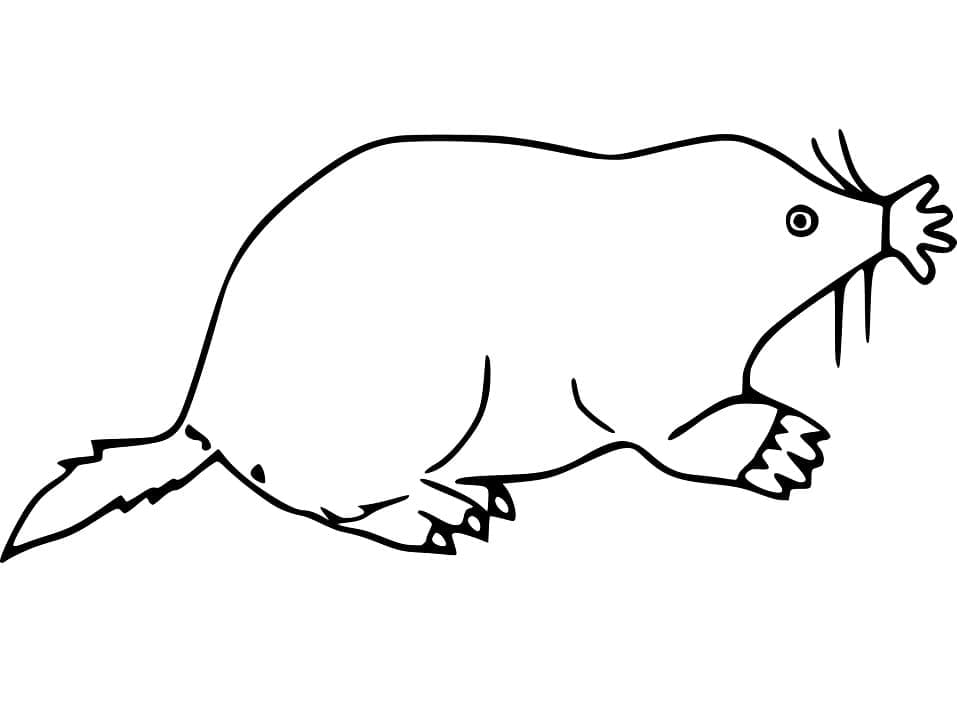 Desenho de Toupeira Simples para Colorir