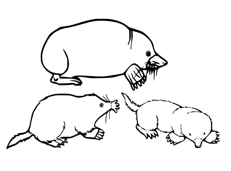 Desenhos de Toupeira para Colorir