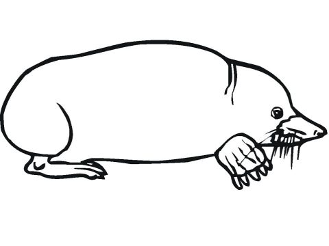Desenho de Uma Toupeira para Colorir