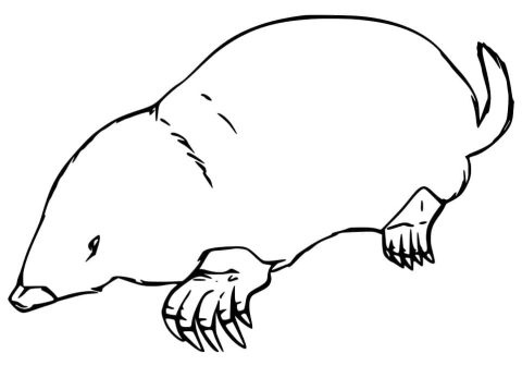 Desenho Imprimível de Toupeira para Pintar