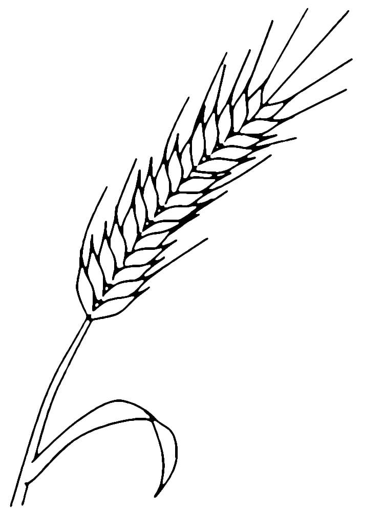 Desenho de Imagem de Trigo para Colorir