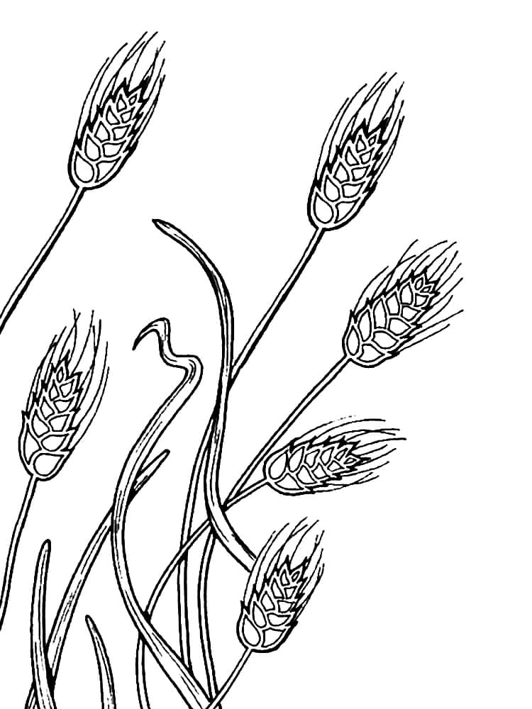 Desenho de o Trigo para Colorir
