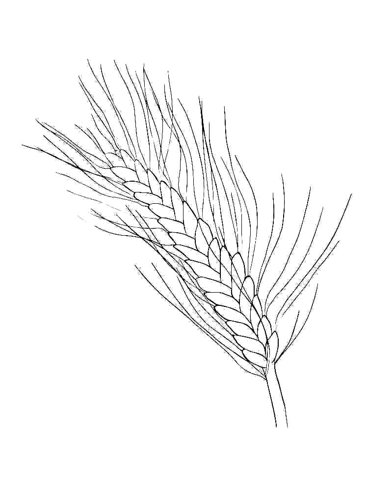 Desenho de Trigo Download para Imprimir e Colorir