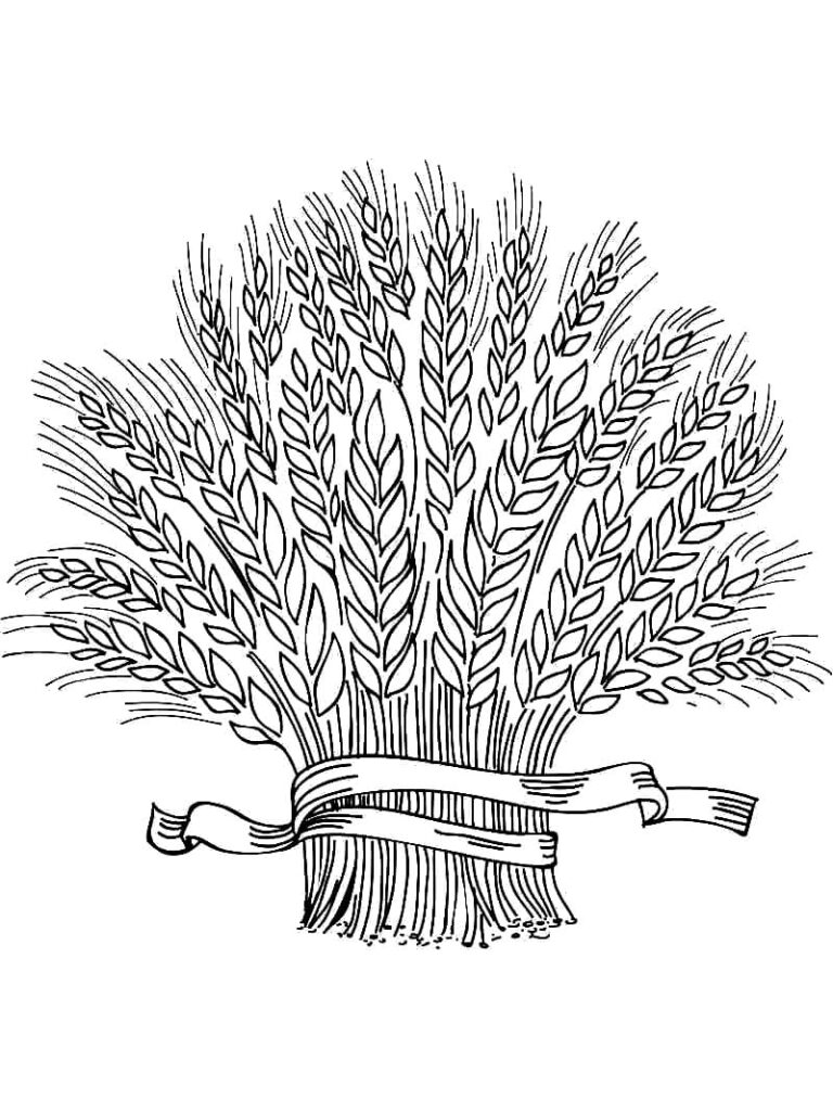 Desenho de Trigo Grátis para Imprimir e Colorir
