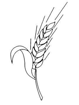 Desenho de Trigo Imprimível para Colorir