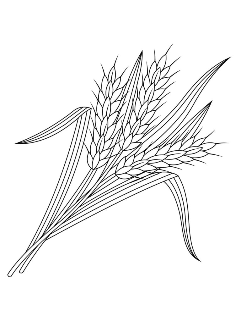 Desenho de Trigo para Colorir Download