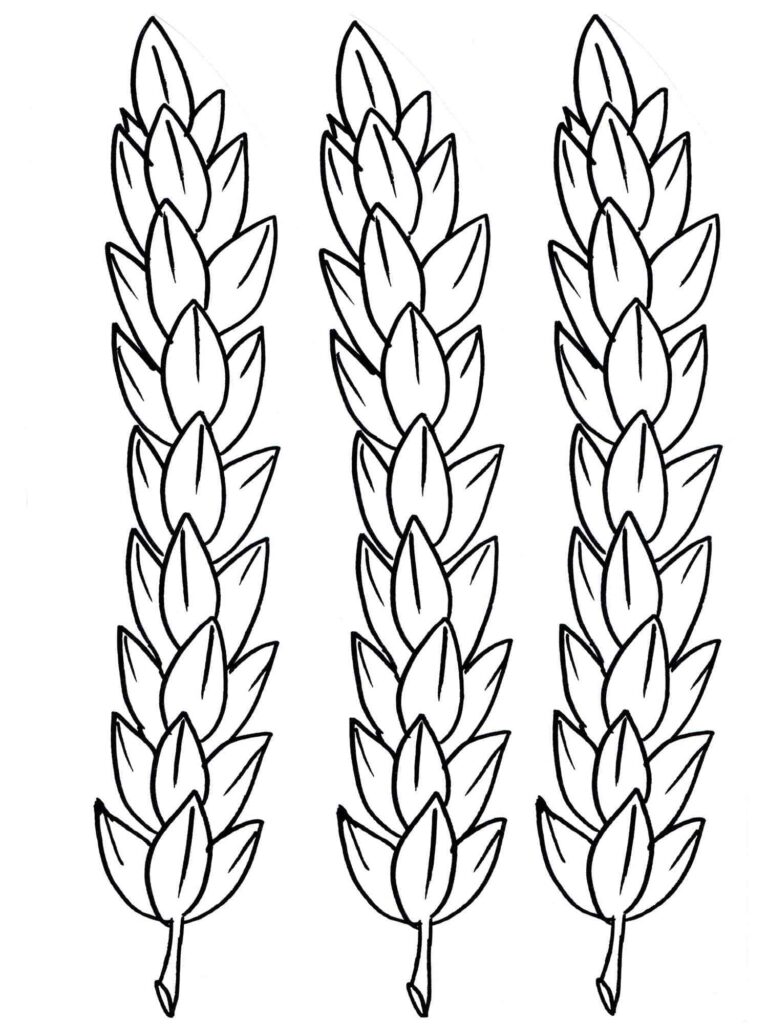 Desenho de Trigo para Colorir Imprimivel