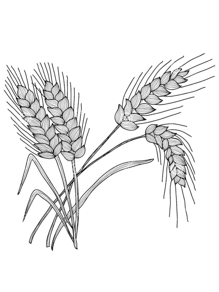 Desenho de Trigo Pdf para Colorir