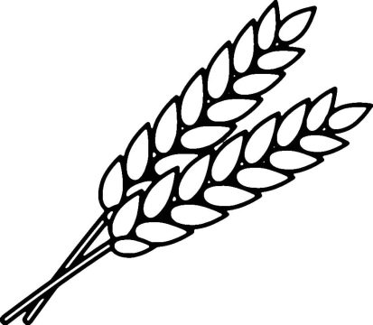 Desenho de Trigo Simples para Colorir