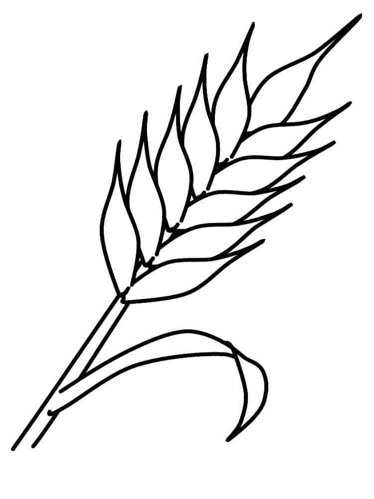 Desenho de um Trigo para Colorir
