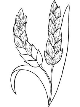 Desenho para Imprimir de Trigo Gratuitamente