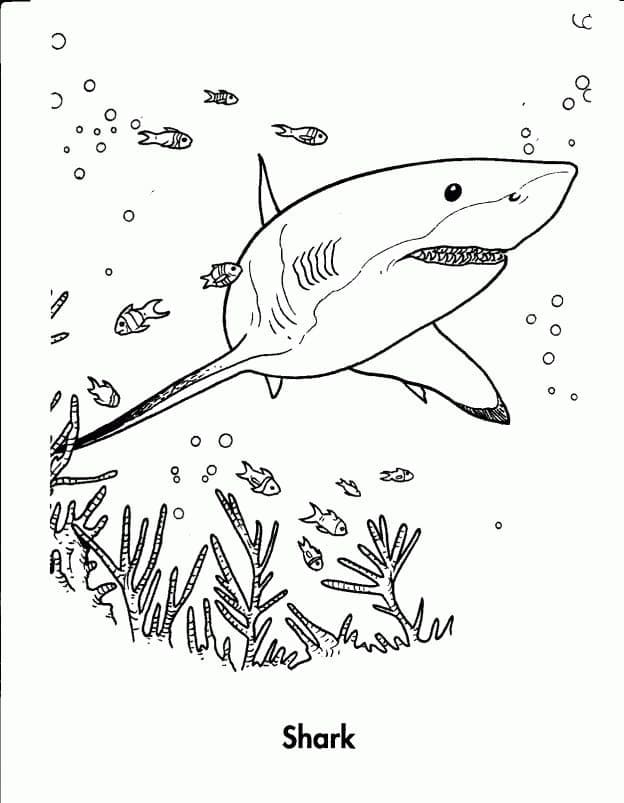 Desenho de Tubarão Normal para Colorir