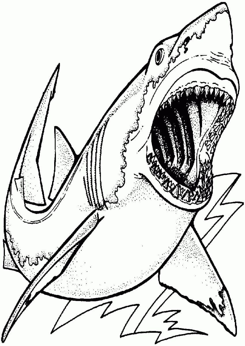 Desenho de um Grande Tubarão Branco para Colorir