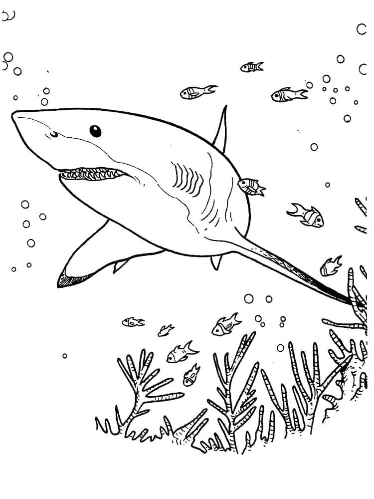 Desenho de um Tubarão Nadador para Colorir