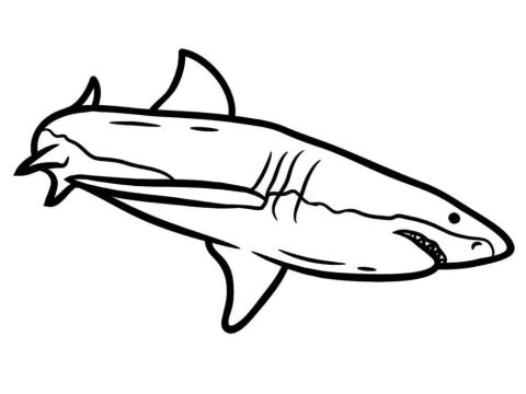 Desenho de Um tubarão Normal para Colorir