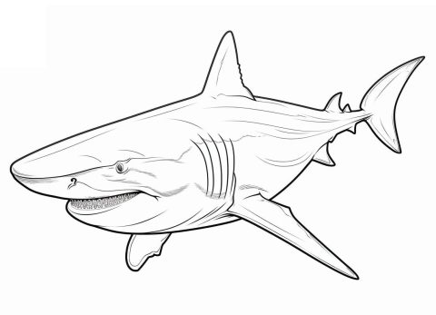 Desenho de Um tubarão Realista para Colorir