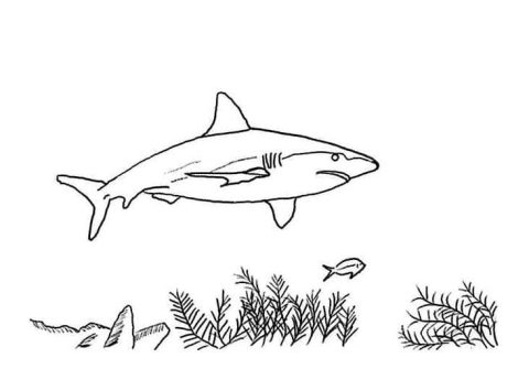 Desenho de Um tubarão para Colorir