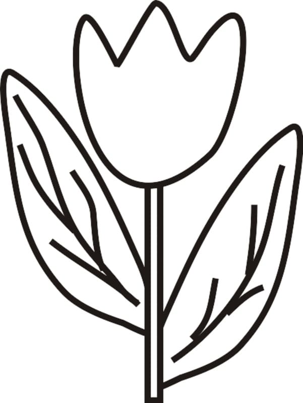 Desenho de Grátis Tulipa para Crianças para Colorir