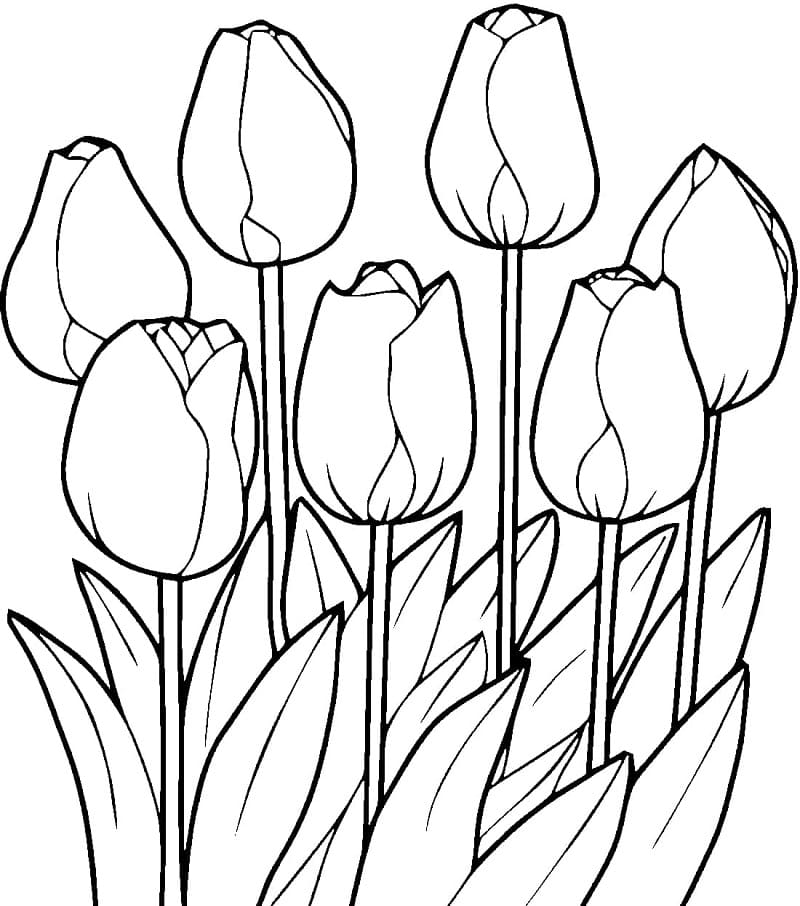 Desenho de Grátis Tulipa para Colorir