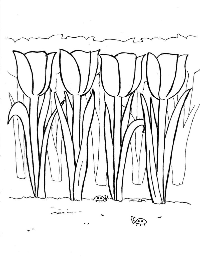 Desenho de Tulipa Grátis para Colorir