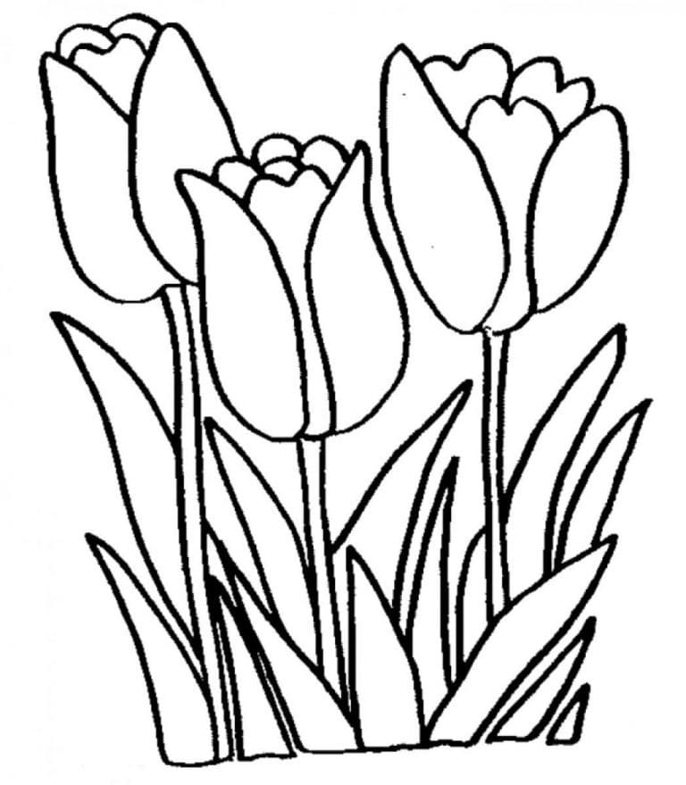 Desenho de Tulipa Imprimivel Grátis para Colorir