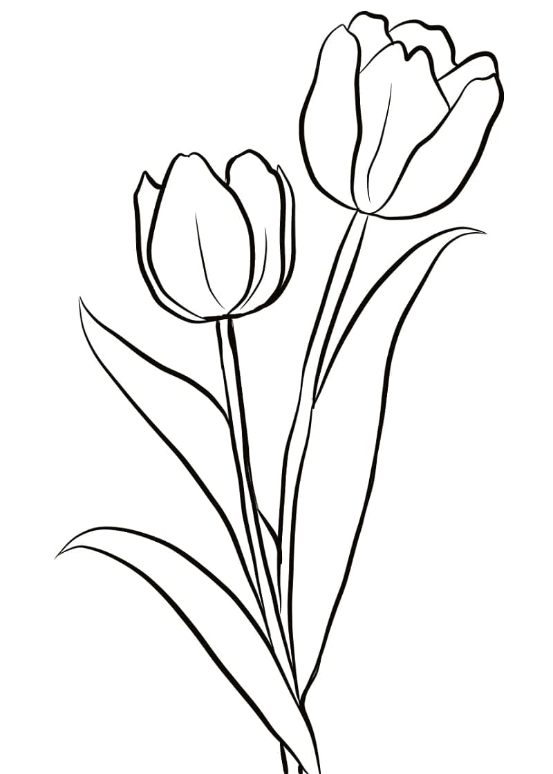 Desenho de Tulipa Imprimivel para Colorir