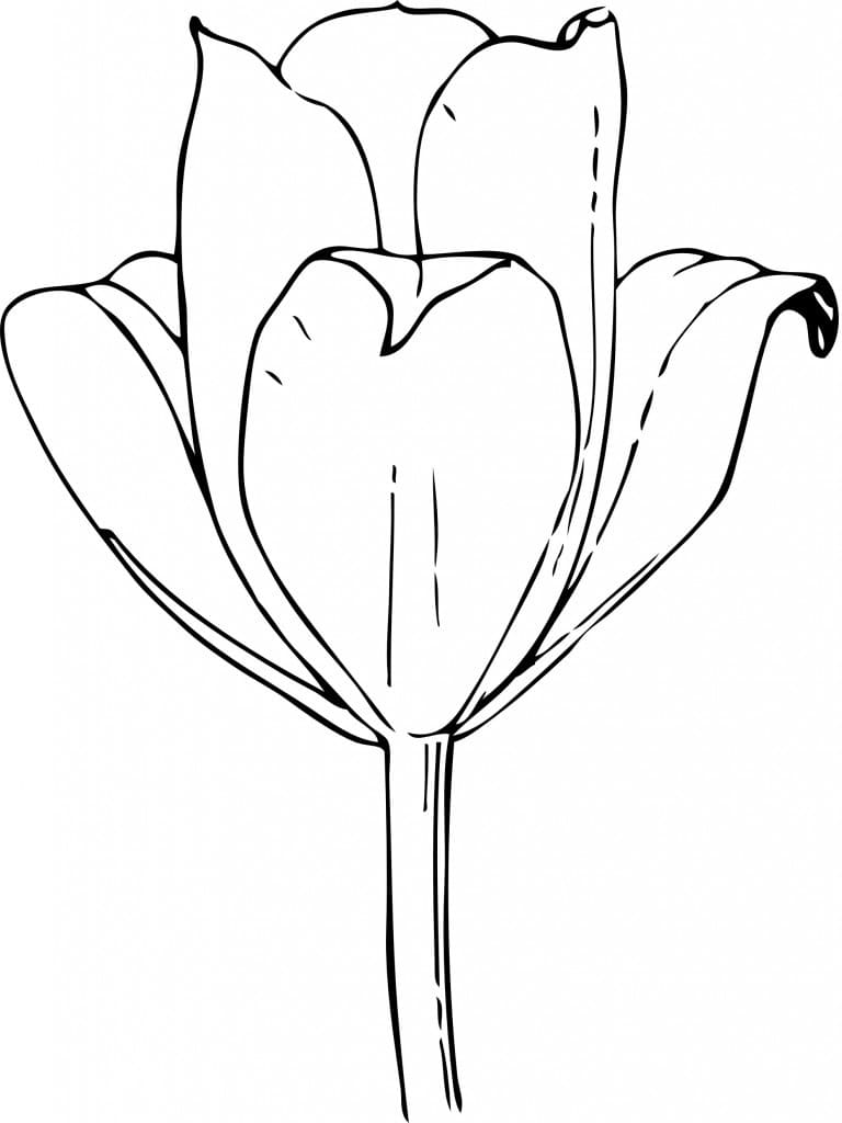 Desenho de Tulipa para Crianças para Colorir