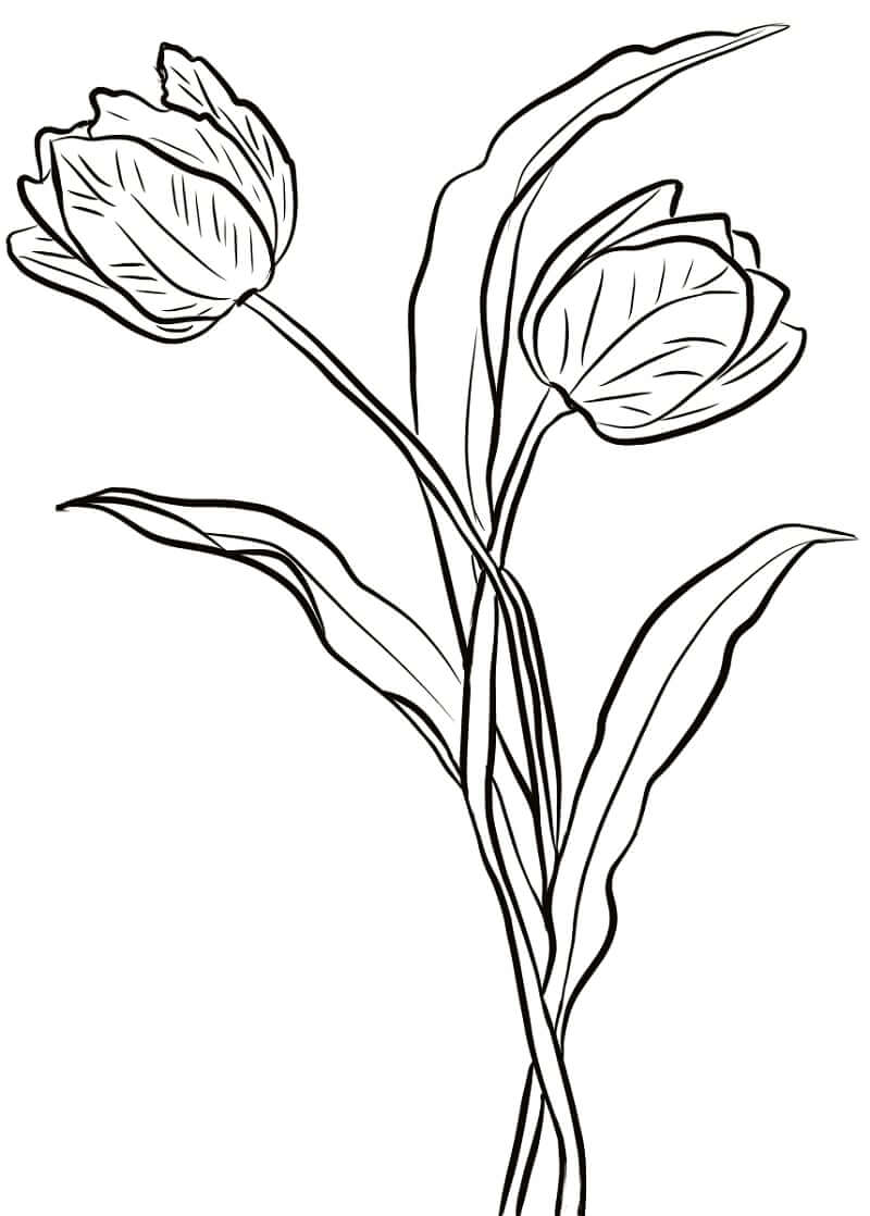 Desenho de Flor Tulipa Grátis Pdf para Colorir