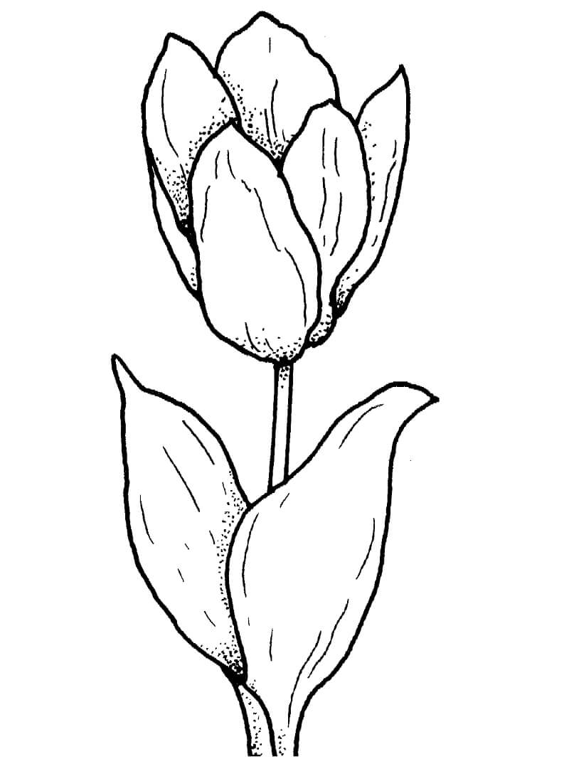 Desenho de Flor Tulipa Imprimivel para Colorir