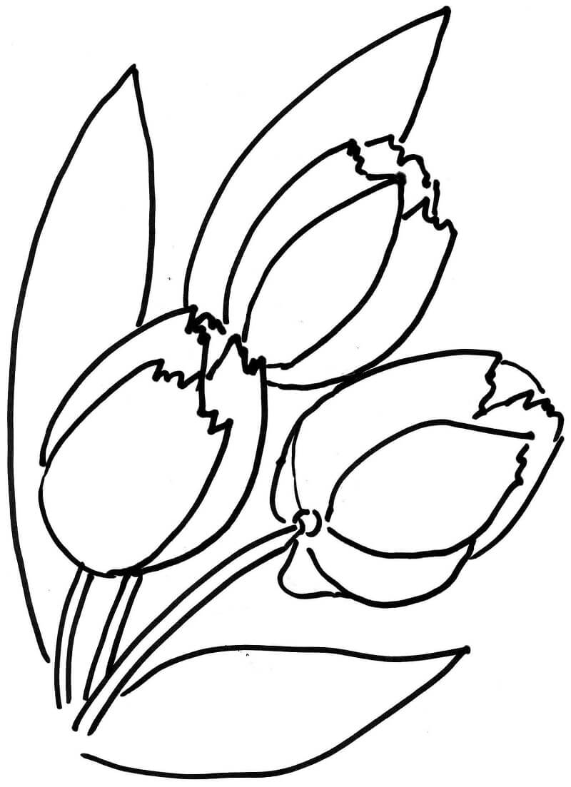 Desenho de Flor Tulipa para Colorir Download